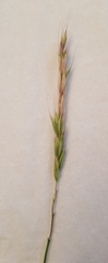 Elymus caninus