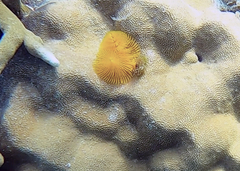 Spirobranchus corniculatus