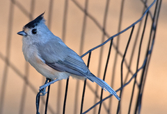 Baeolophus atricristatus