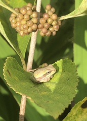 Hyla femoralis