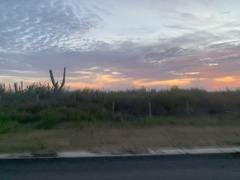 Pachycereus pringlei