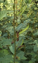 Chamaecrista