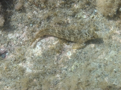 Parablennius sanguinolentus