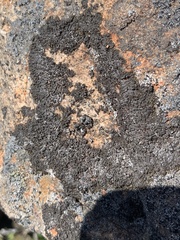 Montanelia disjuncta