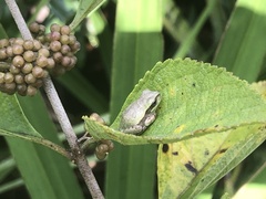 Hyla femoralis