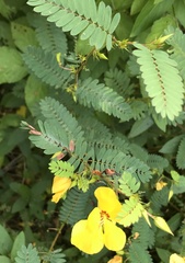 Chamaecrista