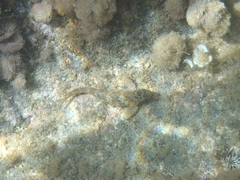 Parablennius sanguinolentus