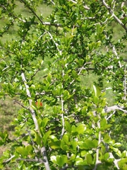 Condalia velutina
