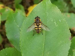 Helophilus fasciatus