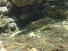 Parablennius sanguinolentus