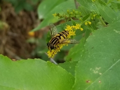 Helophilus fasciatus