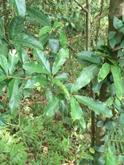 Ficus formosana
