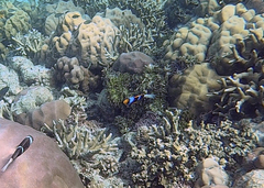 Amphiprion chrysopterus