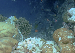 Pempheris vanicolensis