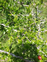 Condalia velutina