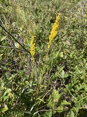 Solidago uliginosa