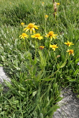 Arnica longifolia