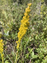 Solidago uliginosa