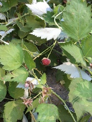 Rubus leucodermis
