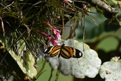 Heliconius ethilla narcaea