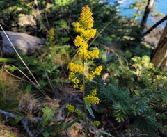 Solidago