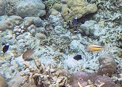 Pycnochromis amboinensis