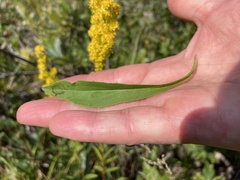Solidago uliginosa