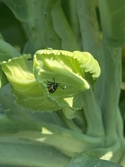 Murgantia histrionica