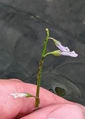 Lobelia dortmanna