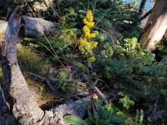 Solidago