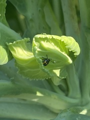 Murgantia histrionica