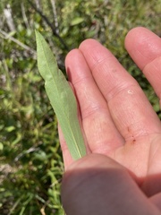 Solidago uliginosa