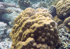 Porites