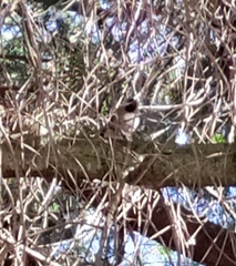 Poecile atricapillus