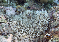 Heteractis crispa