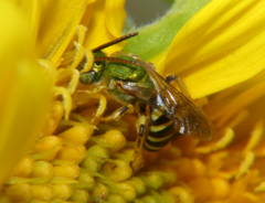 Agapostemon virescens