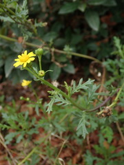 Senecio squalidus
