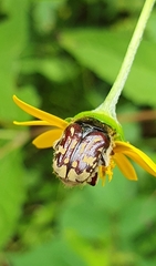 Euphoria subtomentosa