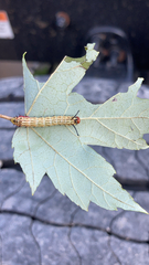 Saturniidae