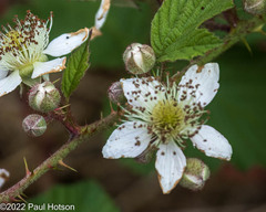Rubus tuberculatus