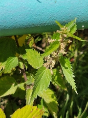 Urtica dioica