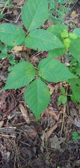 Toxicodendron radicans negundo