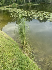 Zizaniopsis miliacea