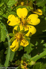 Potentilla reptans