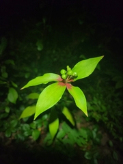 Medeola virginiana