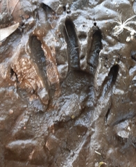 Mammalia