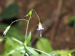 Campanula divaricata