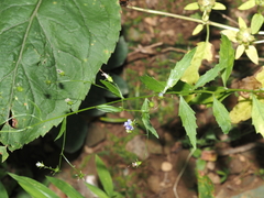 Campanula divaricata