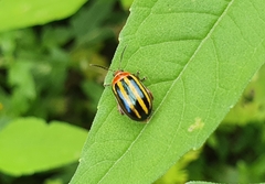 Kuschelina tenuilineata