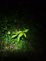 Medeola virginiana